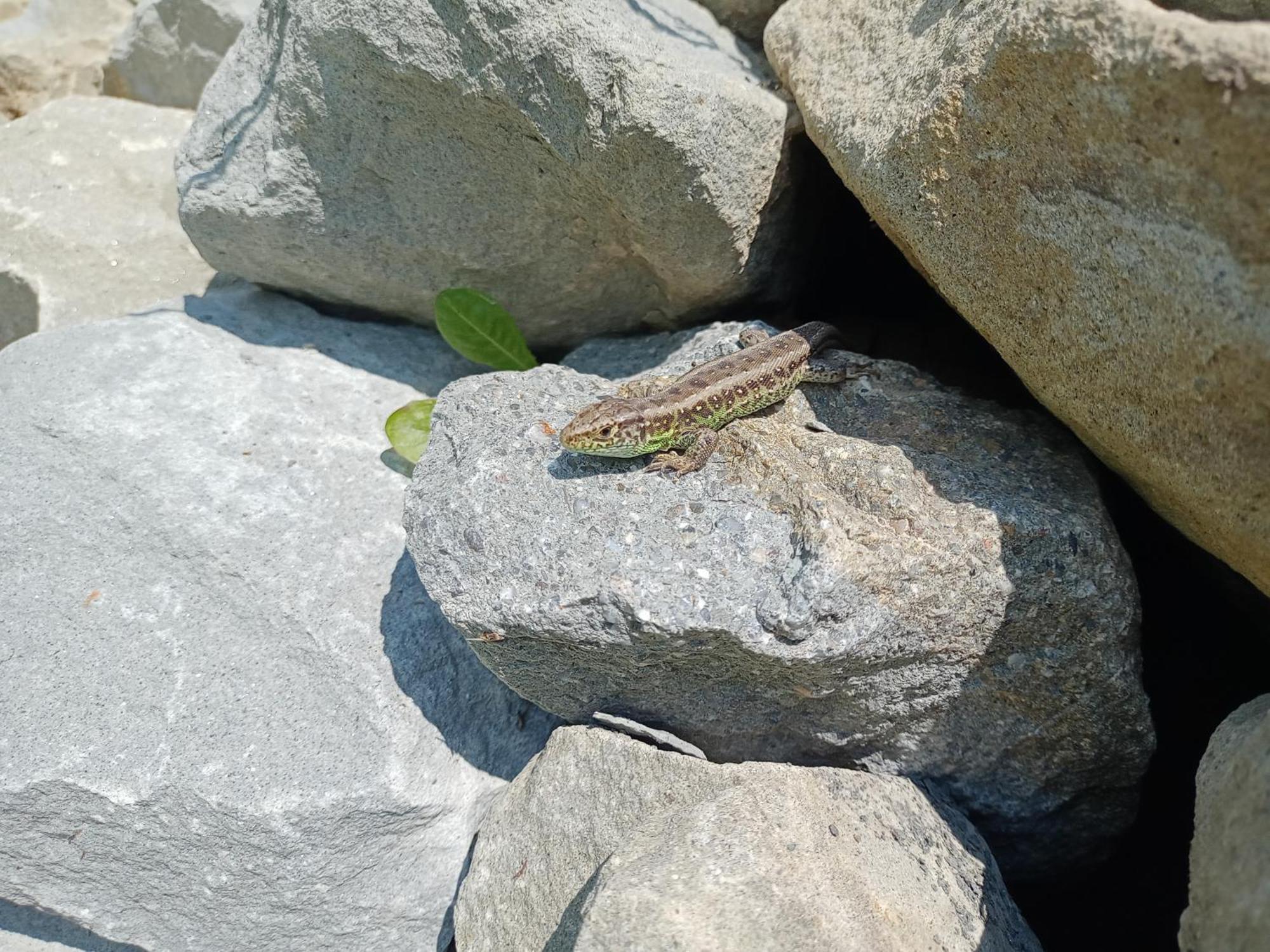 Hortensjowy Zakatek W Pieninach Sromowce Wyzne Dış mekan fotoğraf